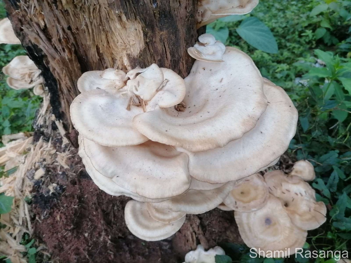 Pleurotaceae